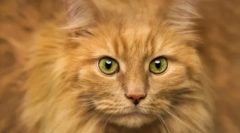 Чому не можна вперто дивитися кішку в очах: причини і відповіді